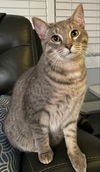 adoptable Cat in  named San Quentin