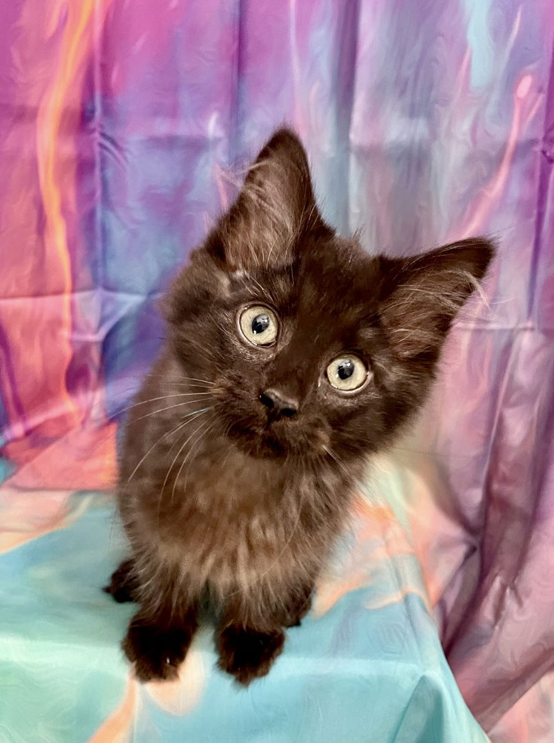 adoptable Cat in Ball Ground, GA named Oakley