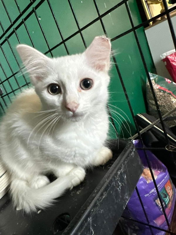 adoptable Cat in Ball Ground, GA named Lettuce