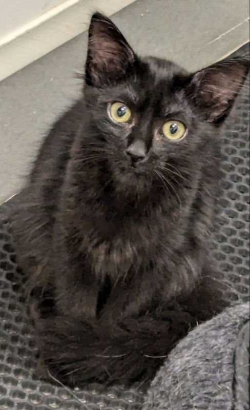 adoptable Cat in Ball Ground, GA named Tomato