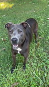 adoptable Dog in Atlanta, GA named Silver Bullet