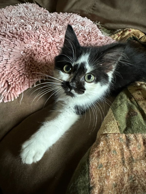 adoptable Cat in Ball Ground, GA named Woody