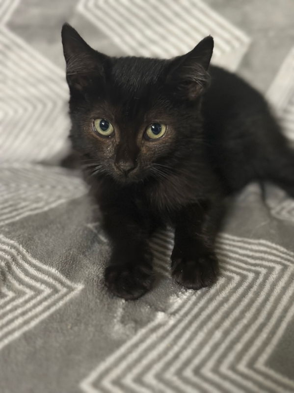 adoptable Cat in Ball Ground, GA named Black Panther