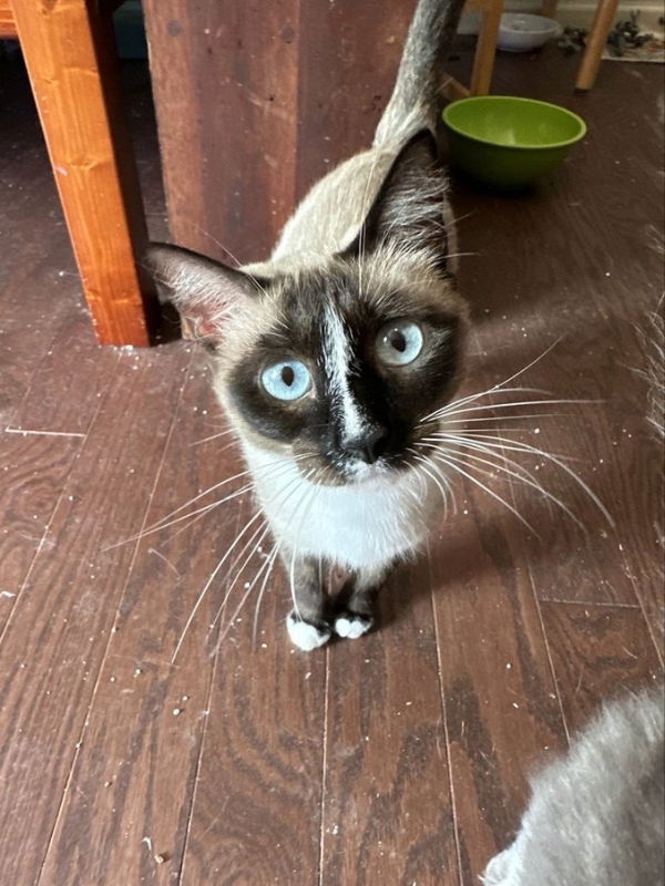 adoptable Cat in Ball Ground, GA named Keeper