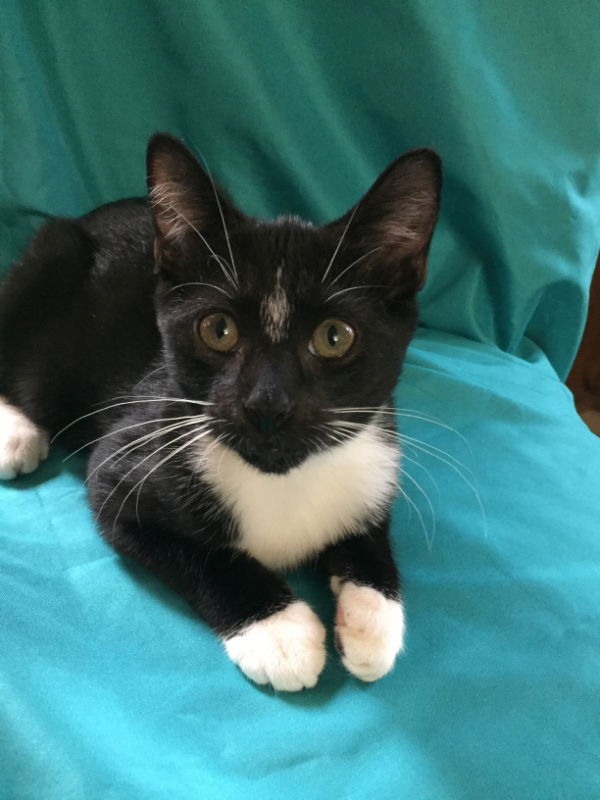 adoptable Cat in Ball Ground, GA named Romeo