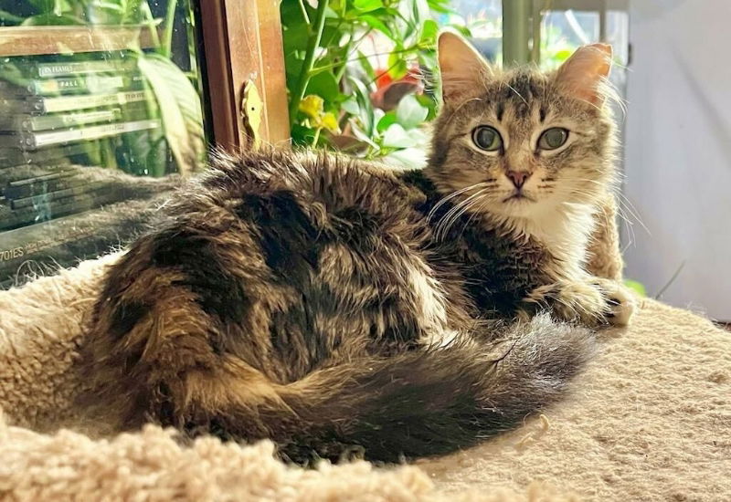 adoptable Cat in Ball Ground, GA named Pecan Pie