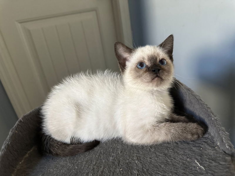 adoptable Cat in Ball Ground, GA named Marshmallow