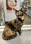 adoptable Cat in Ball Ground, GA named Pineapple