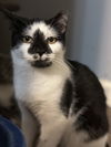 adoptable Cat in Ball Ground, GA named Matilda