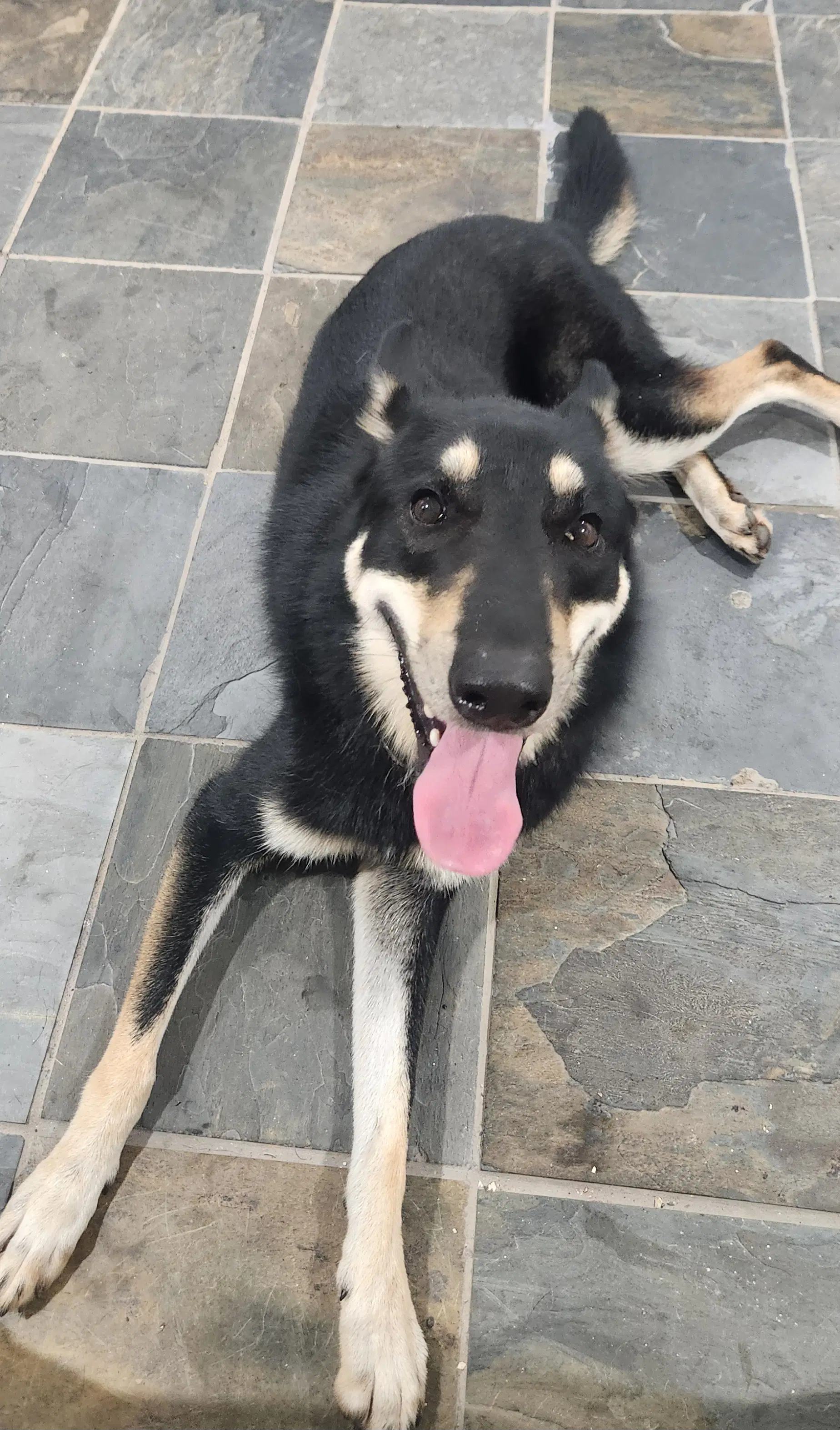 Ralphiemax - German Shepherd Dog