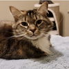 adoptable Cat in Ball Ground, GA named Bluebell