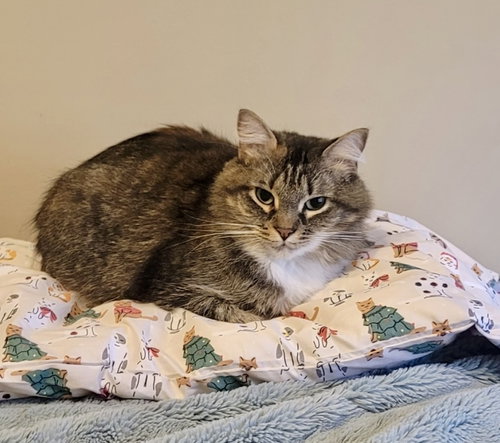 BLUEBELL - Domestic Medium Hair available for adoption