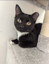 adoptable Cat in  named Merlin