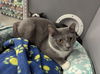 adoptable Cat in ball ground, GA named Harry