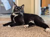 adoptable Cat in ball ground, GA named Dabi