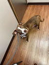 adoptable Dog in jonesboro, GA named Valentine