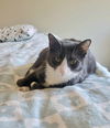 adoptable Cat in Ball Ground, GA named Addie