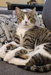 adoptable Cat in ball ground, GA named Henry