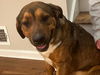 adoptable Dog in  named Winston