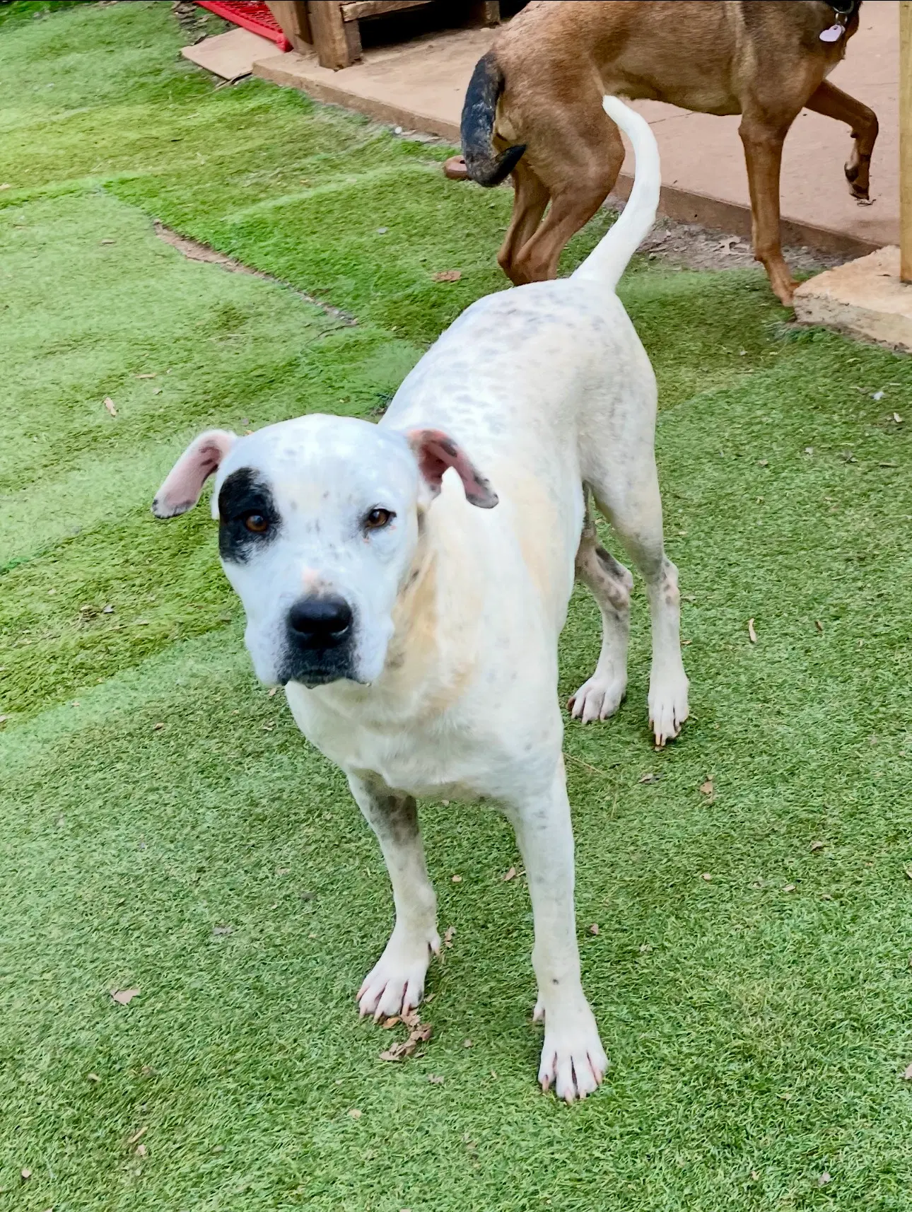Dottie - Dalmatian