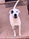 Dottie - Photo 2