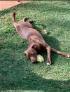 adoptable Dog in  named Kadi