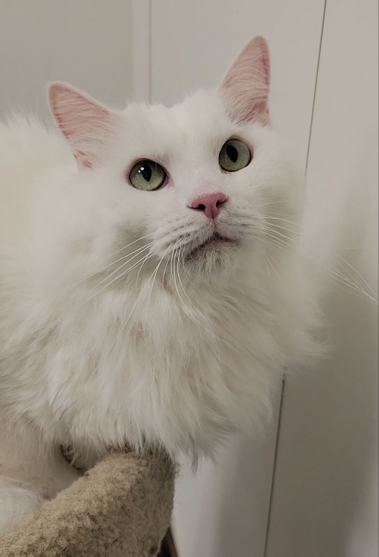 adoptable Cat in Ball Ground, GA named Hades