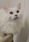adoptable Cat in ball ground, GA named Hades