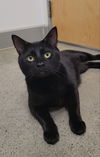 adoptable Cat in Ball Ground, GA named Lucius
