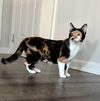 adoptable Cat in  named Blossom
