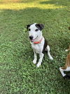 adoptable Dog in acworth, GA named River