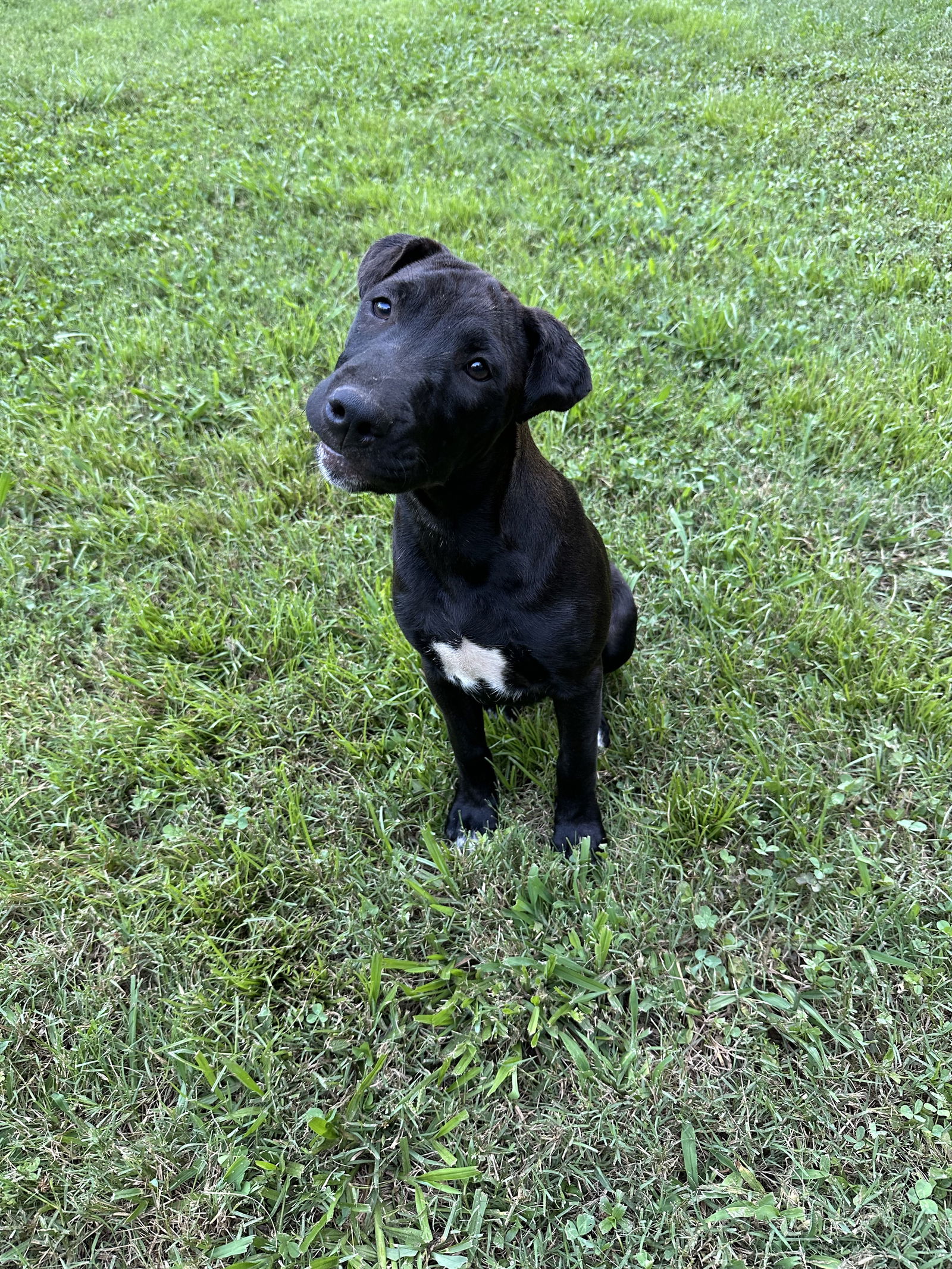 adoptable Dog in Acworth, GA named Indy