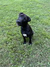 adoptable Dog in acworth, GA named Indy