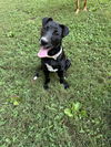 adoptable Dog in  named Star