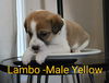 adoptable Dog in , GA named Lambo