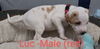 adoptable Dog in , GA named Luc