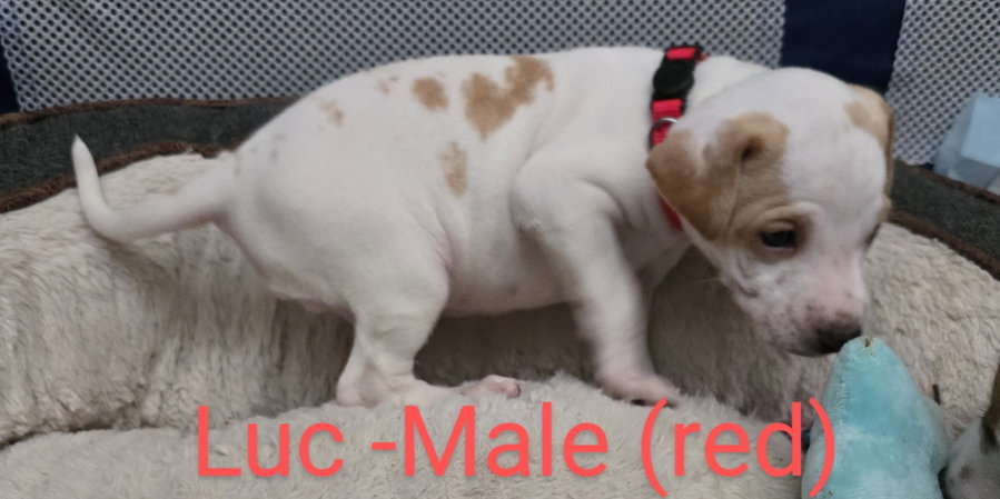 Luc
