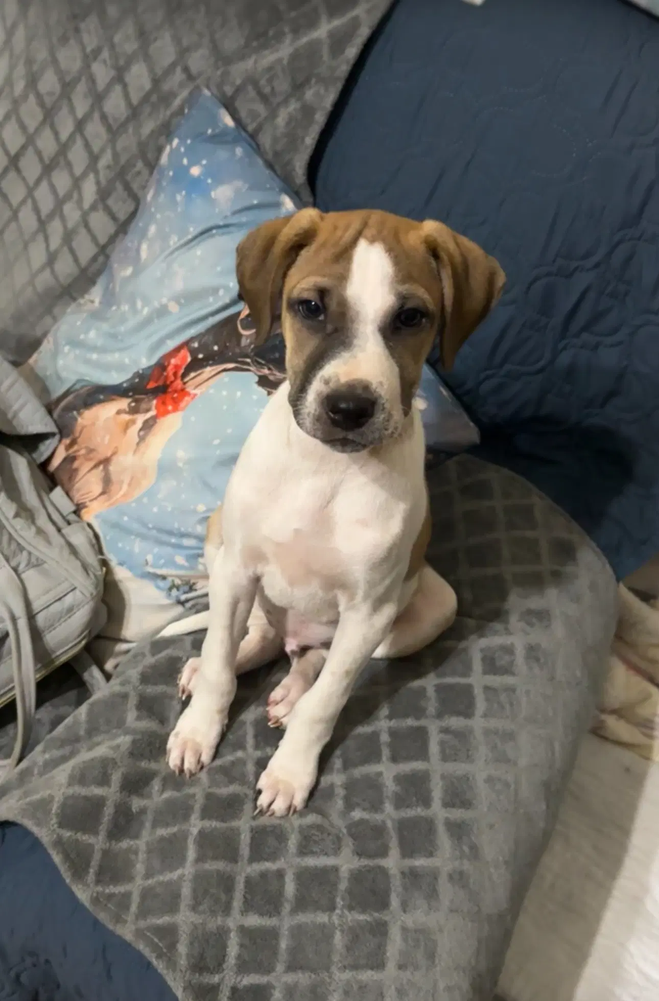 Lucas - Terrier