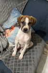 adoptable Dog in , GA named Lucas