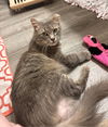 adoptable Cat in  named Maisy