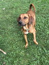 adoptable Dog in , GA named Red