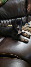 adoptable Dog in cedartown, GA named Thor