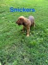 adoptable Dog in jonesboro, GA named Snickers