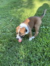 adoptable Dog in jonesboro, GA named Twix
