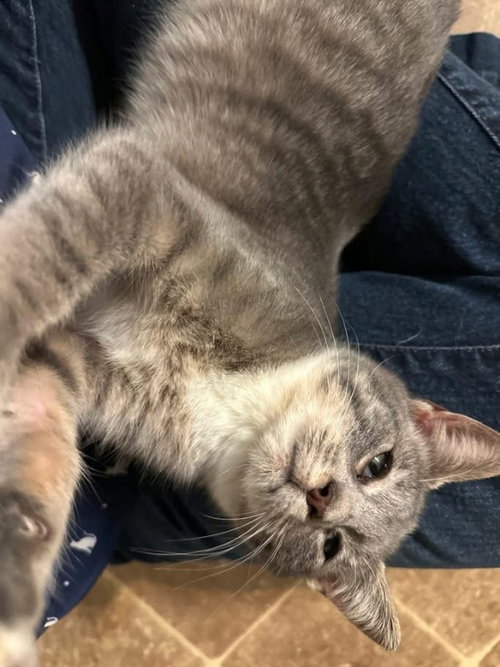 MCALLISTER - Tabby / Domestic Short Hair available for adoption