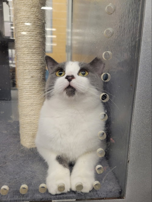 SABRINA - Domestic Short Hair available for adoption