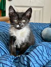 adoptable Cat in  named Tenor