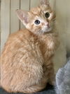 adoptable Cat in ball ground, GA named Coosa