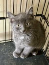adoptable Cat in ball ground, GA named Flint