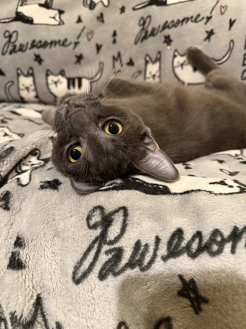 picture of the cat needing adoption